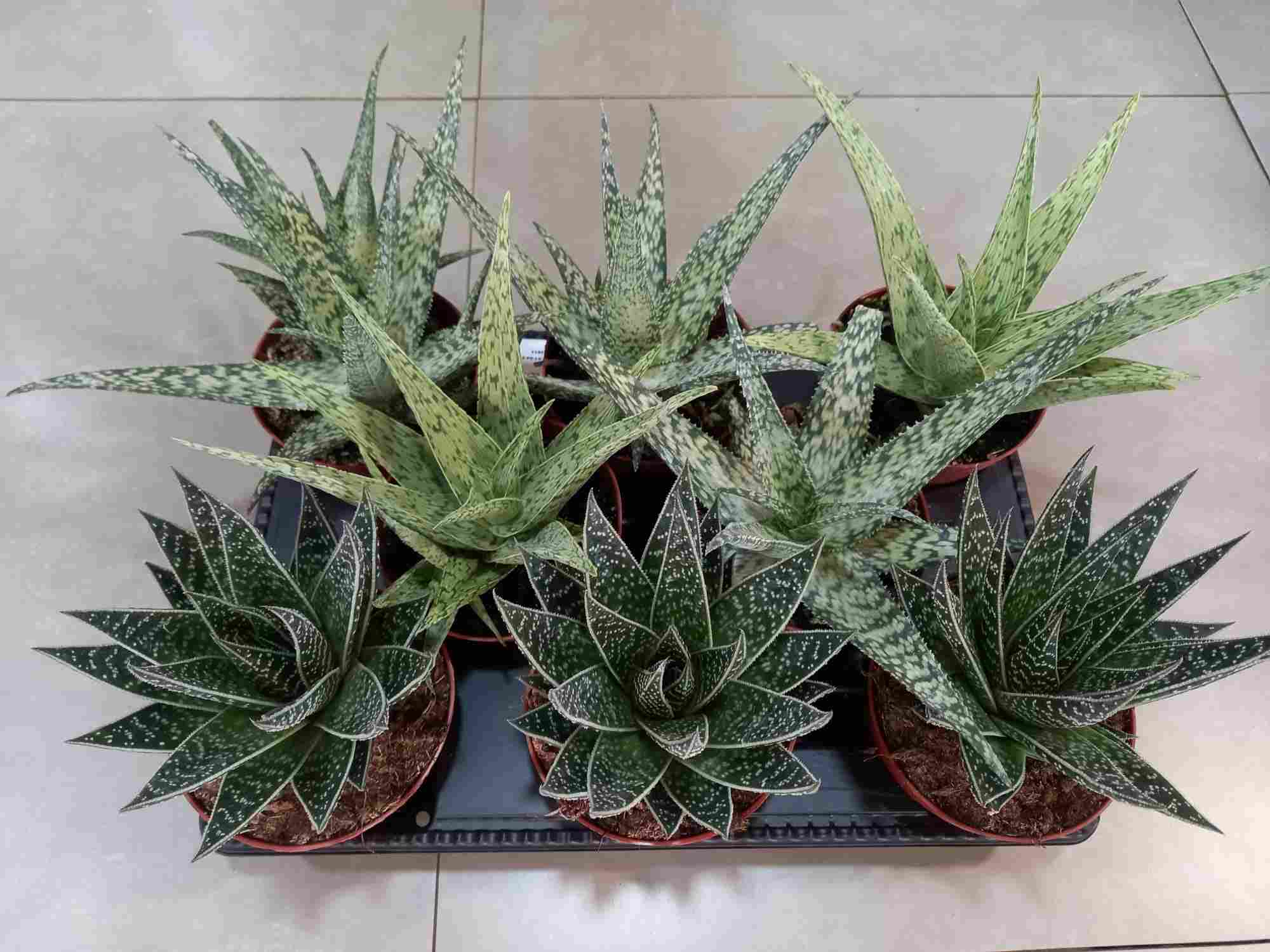 B. ALOE TIKI C 12 MIX ( 8 UNIDADES)